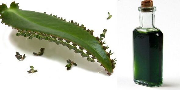 Extract de Kalanchoe - compoziție Exodermin