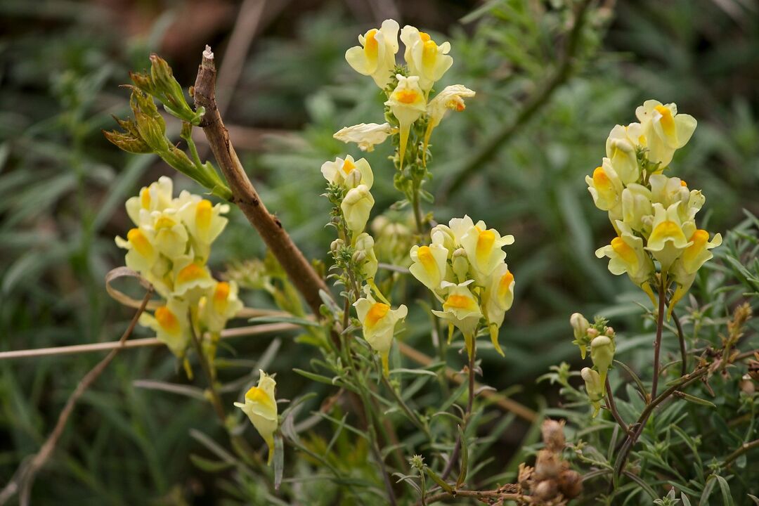 plantă de toadflax pentru tratarea ciupercilor
